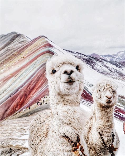 Amazing People And Llamas At Rainbow Mountain 8 Photos To Discover