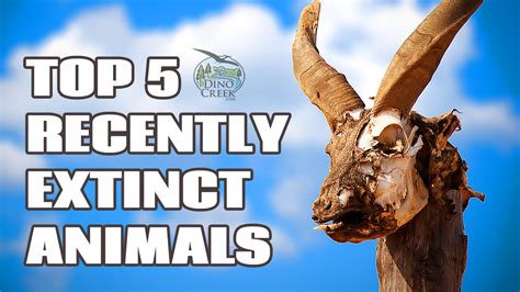 5 Animals Hunted To Extinction Amazing Videos