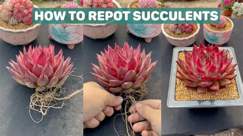How To Repot Succulent In Right Way 多肉植物 다육이들 Suculentas Youtube