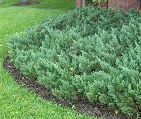 Juniper Ground Cover Zone 7 Ground Cover Good