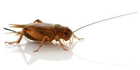 Maybe you would like to learn more about one of these? Crickets l Spring-Green Lawn Care