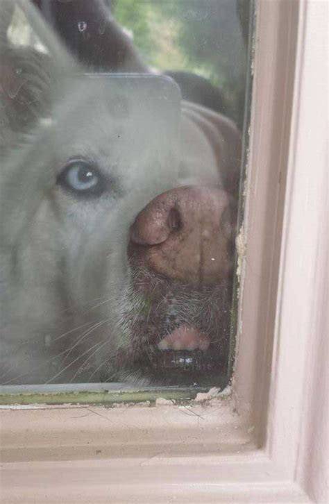 Dog Faces Squashed Against Windows Gallery