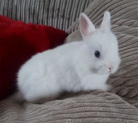 Pure Bred Blue Eyed White Netherland Dwarf Baby Bunny For Sale In