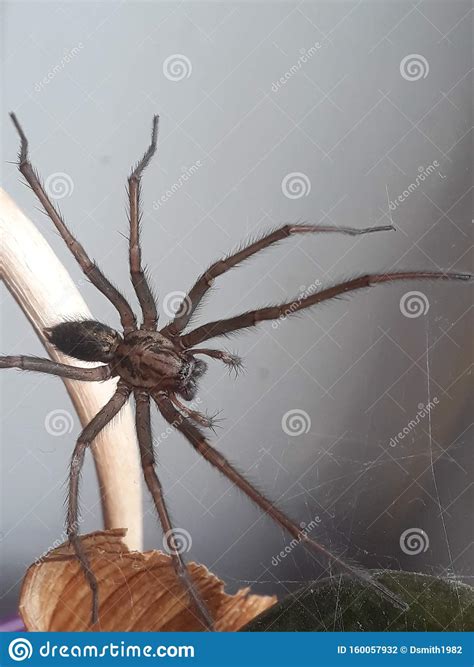 Huge House Spider ~ Wolf Spider