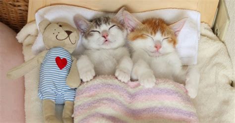 Thank you for visiting my group.if you are a watcher of my group that read the rules and feel free to post your photos of cats, cats, kittens and other animals rules. Adorable kittens take cat-napping to a whole new level in ...