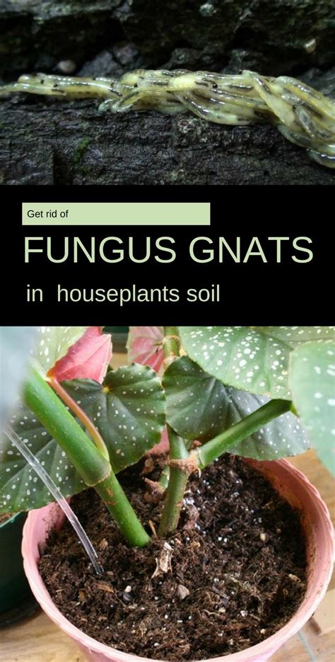 Best ways to get rid of house flies. Get Rid of Fungus Gnats in Houseplants Soil ...