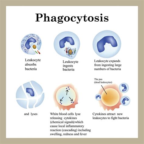 Phagocytosis Process Medical School Studying Medical Laboratory