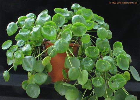 Pilea Peperomioides Care