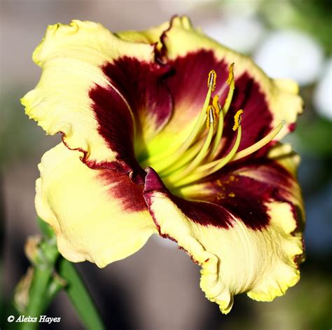 Beautiful Yellow And Red Daylily Birds And Blooms