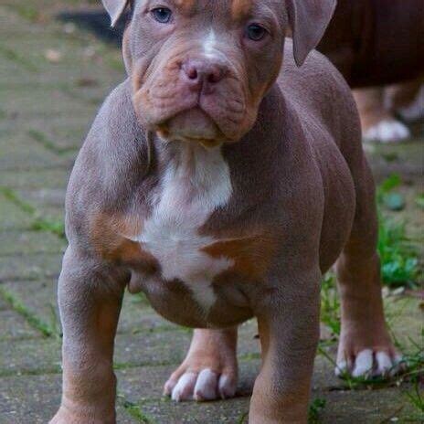 We have red noses, brindles, seals. Merle pitbull puppies for sale