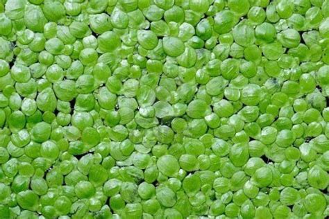 Fish Plants | Fish plants, Organic plants, Planted aquarium