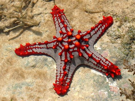 Starfishinmombasa Bonito Mombasa Estrella De Mar Fondo De