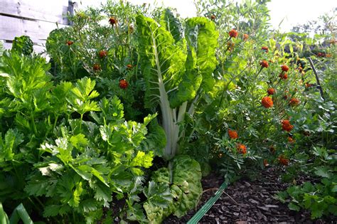 The creation of a microcosm that includes vegetables, fruits, trees, bushes, wheat, flowers. Companion planting: Which vegetables to use? - Sara's ...