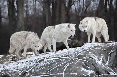 Arctic Wolf 4k Ultra Hd Wallpaper And Background Image 4256x2832 Id