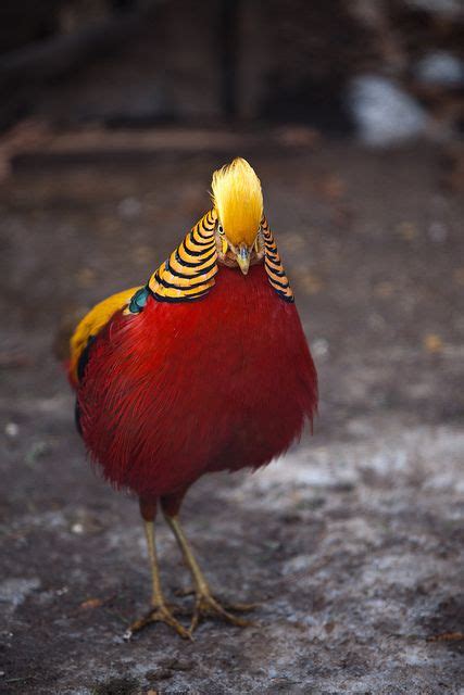 Red Golden Pheasant At Mill Mountain Zoo Red Golden Pheasant Golden