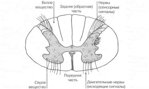 What does a backbone distribution system typically provide? External and internal structure and functions of the spinal cord: the concept of the segment