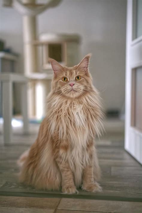 All About The Magnificent Maine Coon Pethelpful