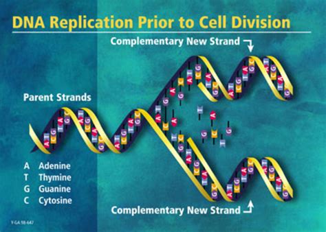 The Replication Of Dna The Dna Replication Process And Genetic
