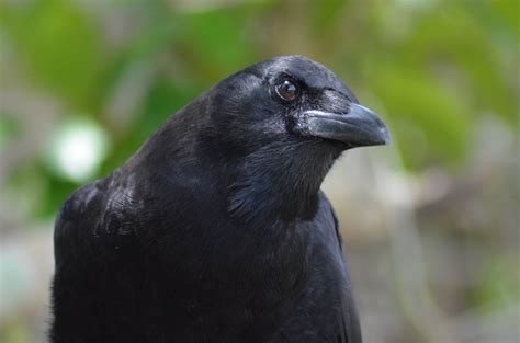 Free Picture Black Bird Wildlife Nature Crow Beak Feather Wild
