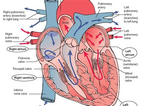 Named Left Atrium And Right Based On Their Position De Parts Of The