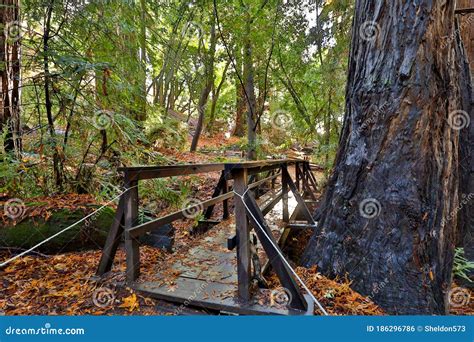 A Vibrant Morning In Big Sur Redwood Forest Stock Photo Image Of