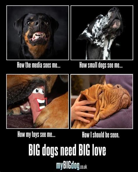 Small Dogs Vs Big Dogs Meme Ng