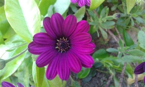 I fiori sono rosa, viola, blu, verde e lavanda, turchese. Margherita viola | Fiori