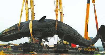Untuk durasi atau rentang waktu paus sperma mengeluarkan ambergris ini belum ada catatannya hingga saat ini, kata sekar. Tenggorokan Tersumbat Jaring, Paus Sperma Raksasa Mati ...
