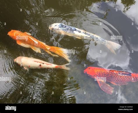 Orange And White Koi Fish Swimming In Pond Stock Photo Alamy