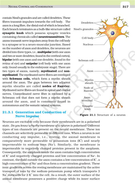 Ncert Book Class 11 Biology Chapter 21 Neural Control And Coordination