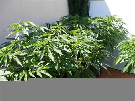 Comment Faire Pousser Du Cannabis Sur Terrasses Alchimia Grow Shop