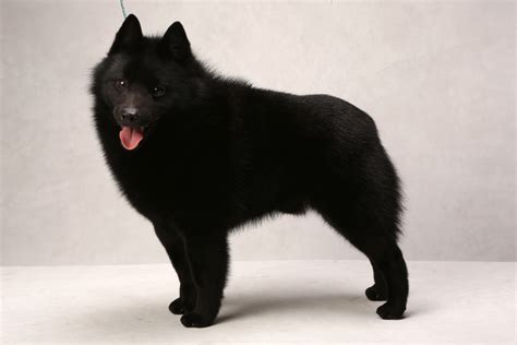 Everything About Your Schipperke Luv My Dogs