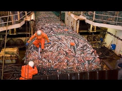 Proses Penangkapan Ikan Dengan Segala Besar Pukat Harimau YouTube
