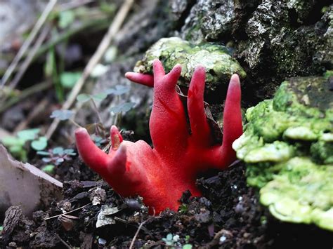 Deadly Brain Shrinking Fungus Popping Up In Parks Several Prefectures