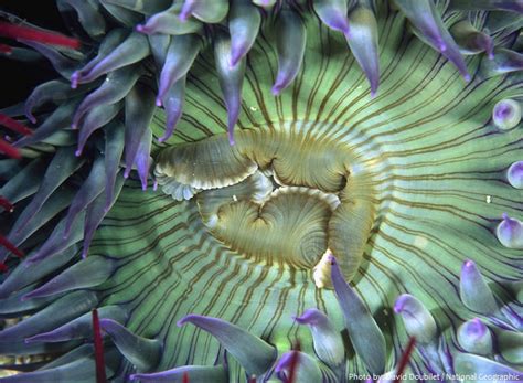 Interesting Facts About Sea Anemone Just Fun Facts