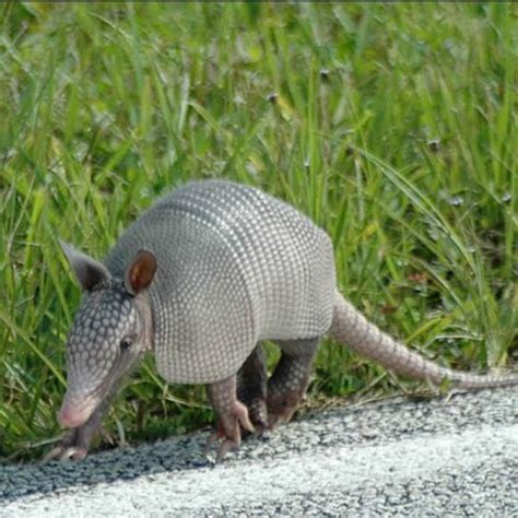 Pangolins And Armadillos