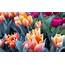 Colourful Tulips  Flowers Plants
