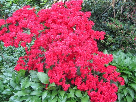 All varieties have been preserved to ensure they will not wilt in the same way living plants would. Jarvis House: Pretty in Pink Spring Flowering Shrubs 2014 ...