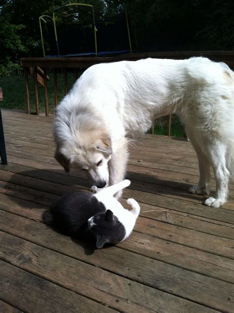 Great Pyr Cat Scan Great Pyrenees Dogs Cat Scan