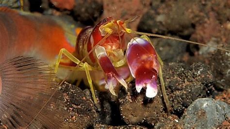 Pistol Shrimps Everything You Need To Know About This Amazing