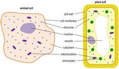 The similarities include common organelles like cell membrane, cell nucleus, mitochondria, endoplasmic reticulum, ribosomes and golgi apparatus. GCSE Biology: Typical plant cell | GCSE Tuition | Plant ...