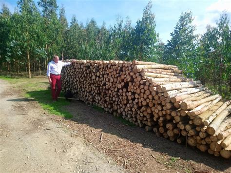 Fast Growing Trees For Firewood Best Options For A Sustainable Fuel