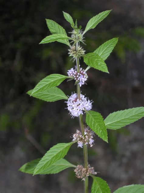 Mentha Canadensis American Wild Mint Go Botany