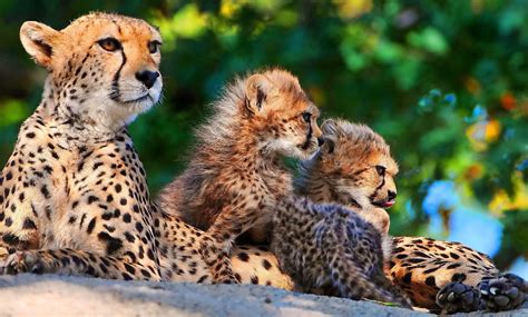 Baby Cheetah Wallpaper 66 Images