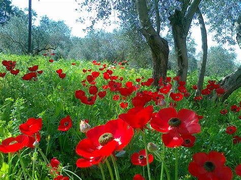 Free Photo Beautiful Natural Flower Beautiful Bloom