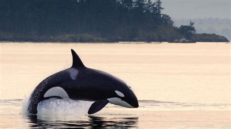 Transient Orcas Visiting Northwest Waters In Record Number Kiro Tv