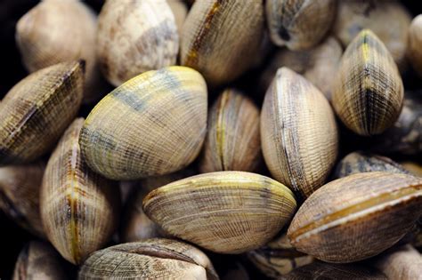 Clam Varieties Guide Every Type Of Clam You Can Buy Food And Wine