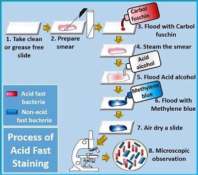 Acid Fast Staining Ziehl Neelsen Method Introduction Reagent Principle Procedure Result