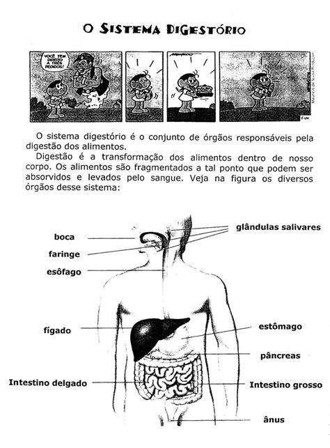 Exercícios Sobre O Sistema Digestivo