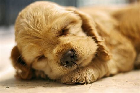 Only The Cutest Sleeping Puppy Photos On The Whole Internet Barkpost